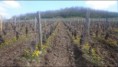 /album/galerie-de-photos-page-daccueil/vigne-vevetout-jpg/